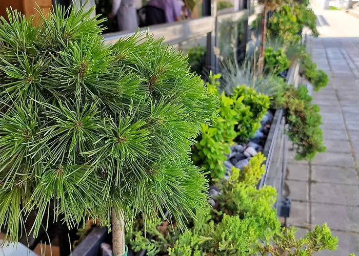 Kafana Zlatna Ribica Lejlighed Golubac